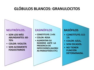 GLÓBULOS BLANCOS: GRANULOCITOS
NEUTRÓFILOS.
• SON LOS MÁS
ABUNDANTES: 60-
70%
• COLOR: VIOLETA
• SON ALTAMENTE
FOGOCITARIOS
EASINÓFILOS
• CONSTITUYE: 2-4%
• COLOR: ROSA
• AUMENTAN SU
NÚMERO ANTE LA
PRESENCIA DE
INFECCIONES.(ALERGI
AS-PARASITOSIS-ETC)
BASÓFILOS
• CONSTITUYE: 0.5-
1%
• COLOR: AZUL.
• SON ESCASOS.
• NO TIENEN
FUNCIÓN
DETERMINADA.
 