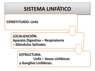 SISTEMA LINFÁTICO
CONSTITUIDO: Linfa
LOCALIZACIÓN:
Aparato Digestivo – Respiratorio
– Glándulas Salivales
ESTRUCTURA:
Linfa – Vasos Linfáticos
y Ganglios Linfáticos.
 