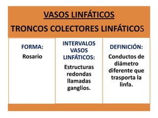 VASOS LINFÁTICOS
TRONCOS COLECTORES LINFÁTICOS
FORMA:
Rosario
INTERVALOS
VASOS
LINFÁTICOS:
Estructuras
redondas
llamadas
ganglios.
DEFINICIÓN:
Conductos de
diámetro
diferente que
trasporta la
linfa.
 