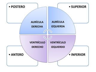 • INFERIOR• ANTERO
• SUPERIOR• POSTERO
AURÍCULA
DERECHA
AURÍCULA
IZQUIERDA
VENTRÍCULO
IZQUIERDO
VENTRÍCULO
DERECHO
 