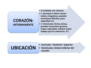 • 4 cavidades y/o cámaras
• 2 Aurículas o Atrios: forma
cúbica, irregulares, paredes
musculares blandas, poca
capacidad. D.I.
• 2 Ventrículos: forma cónica,
paredes musculares gruesas,
mayor capacidad, realizan mayor
trabajo que las anteriores. D.I.
CORAZÓN:
INTERNAMENTE
• Aurículas : Posterior- Superior.
• Ventrículos: Antero-Inferior del
corazón
UBICACIÓN
 