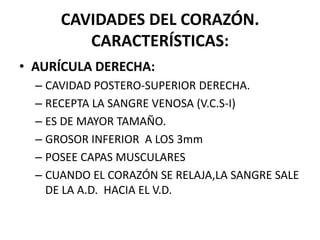 CAVIDADES DEL CORAZÓN.
CARACTERÍSTICAS:
• AURÍCULA DERECHA:
– CAVIDAD POSTERO-SUPERIOR DERECHA.
– RECEPTA LA SANGRE VENOSA (V.C.S-I)
– ES DE MAYOR TAMAÑO.
– GROSOR INFERIOR A LOS 3mm
– POSEE CAPAS MUSCULARES
– CUANDO EL CORAZÓN SE RELAJA,LA SANGRE SALE
DE LA A.D. HACIA EL V.D.
 