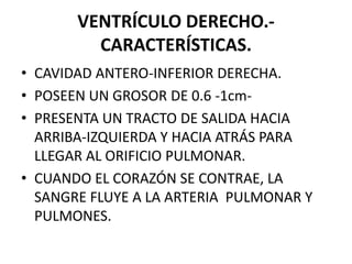 VENTRÍCULO DERECHO.-
CARACTERÍSTICAS.
• CAVIDAD ANTERO-INFERIOR DERECHA.
• POSEEN UN GROSOR DE 0.6 -1cm-
• PRESENTA UN TRACTO DE SALIDA HACIA
ARRIBA-IZQUIERDA Y HACIA ATRÁS PARA
LLEGAR AL ORIFICIO PULMONAR.
• CUANDO EL CORAZÓN SE CONTRAE, LA
SANGRE FLUYE A LA ARTERIA PULMONAR Y
PULMONES.
 