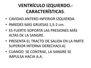 VENTRÍCULO IZQUIERDO.-
CARACTERÍSTICAS.
• CAVIDAD ANTERO-INFERIOR IZQUIERDA.
• PAREDES MÁS GRUESAS 1,5-2 cm.
• ES FUERTE-SOPORTA LAS PRESIONES MÁS
ALTAS DE LA SANGRE.
• PRESENTA EL TRACTO DE SALIDA EN LA PARTE
SUPERIOR INTERNA DERECHA(V.A)
• CUANDO SE CONTRAE, LA SANGRE SE
IMPULSA HACIA A.A.
 