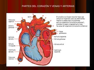 PARTES DEL CORAZÓN Y VENAS Y ARTERIAS
 