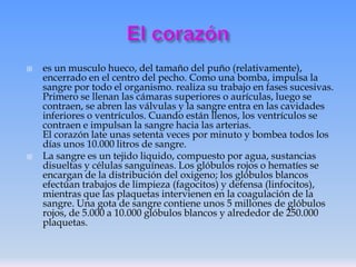 



es un musculo hueco, del tamaño del puño (relativamente),
encerrado en el centro del pecho. Como una bomba, impulsa la
sangre por todo el organismo. realiza su trabajo en fases sucesivas.
Primero se llenan las cámaras superiores o aurículas, luego se
contraen, se abren las válvulas y la sangre entra en las cavidades
inferiores o ventrículos. Cuando están llenos, los ventrículos se
contraen e impulsan la sangre hacia las arterias.
El corazón late unas setenta veces por minuto y bombea todos los
días unos 10.000 litros de sangre.
La sangre es un tejido liquido, compuesto por agua, sustancias
disueltas y células sanguíneas. Los glóbulos rojos o hematíes se
encargan de la distribución del oxigeno; los glóbulos blancos
efectúan trabajos de limpieza (fagocitos) y defensa (linfocitos),
mientras que las plaquetas intervienen en la coagulación de la
sangre. Una gota de sangre contiene unos 5 millones de glóbulos
rojos, de 5.000 a 10.000 glóbulos blancos y alrededor de 250.000
plaquetas.

 