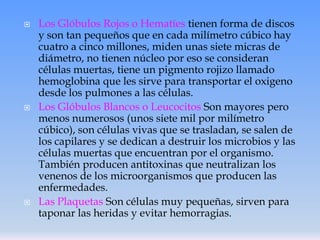 





Los Glóbulos Rojos o Hematíes tienen forma de discos
y son tan pequeños que en cada milímetro cúbico hay
cuatro a cinco millones, miden unas siete micras de
diámetro, no tienen núcleo por eso se consideran
células muertas, tiene un pigmento rojizo llamado
hemoglobina que les sirve para transportar el oxigeno
desde los pulmones a las células.
Los Glóbulos Blancos o Leucocitos Son mayores pero
menos numerosos (unos siete mil por milímetro
cúbico), son células vivas que se trasladan, se salen de
los capilares y se dedican a destruir los microbios y las
células muertas que encuentran por el organismo.
También producen antitoxinas que neutralizan los
venenos de los microorganismos que producen las
enfermedades.
Las Plaquetas Son células muy pequeñas, sirven para
taponar las heridas y evitar hemorragias.

 