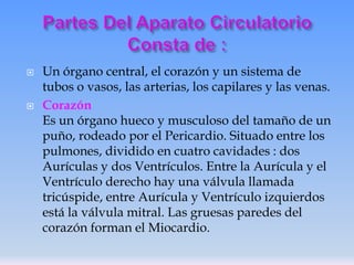 



Un órgano central, el corazón y un sistema de
tubos o vasos, las arterias, los capilares y las venas.
Corazón
Es un órgano hueco y musculoso del tamaño de un
puño, rodeado por el Pericardio. Situado entre los
pulmones, dividido en cuatro cavidades : dos
Aurículas y dos Ventrículos. Entre la Aurícula y el
Ventrículo derecho hay una válvula llamada
tricúspide, entre Aurícula y Ventrículo izquierdos
está la válvula mitral. Las gruesas paredes del
corazón forman el Miocardio.

 