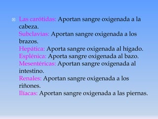 

Las carótidas: Aportan sangre oxigenada a la
cabeza.
Subclavias: Aportan sangre oxigenada a los
brazos.
Hepática: Aporta sangre oxigenada al hígado.
Esplénica: Aporta sangre oxigenada al bazo.
Mesentéricas: Aportan sangre oxigenada al
intestino.
Renales: Aportan sangre oxigenada a los
riñones.
Ilíacas: Aportan sangre oxigenada a las piernas.

 