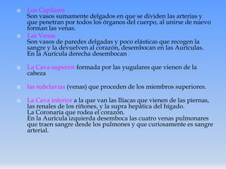 








Los Capilares
Son vasos sumamente delgados en que se dividen las arterias y
que penetran por todos los órganos del cuerpo, al unirse de nuevo
forman las venas.
Las Venas
Son vasos de paredes delgadas y poco elásticas que recogen la
sangre y la devuelven al corazón, desembocan en las Aurículas.
En la Aurícula derecha desembocan :
La Cava superior formada por las yugulares que vienen de la
cabeza
las subclavias (venas) que proceden de los miembros superiores.
La Cava inferior a la que van las Ilíacas que vienen de las piernas,
las renales de los riñones, y la supra hepática del hígado.
La Coronaria que rodea el corazón.
En la Aurícula izquierda desemboca las cuatro venas pulmonares
que traen sangre desde los pulmones y que curiosamente es sangre
arterial.

 