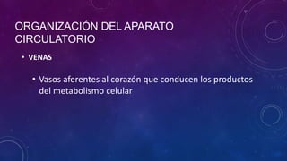 ORGANIZACIÓN DEL APARATO
CIRCULATORIO
• VENAS
• Vasos aferentes al corazón que conducen los productos
del metabolismo celular
 