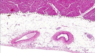 Histología Vascular (leeson)