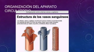 ORGANIZACIÓN DEL APARATO
CIRCULATORIOComparación entre arterias venas y capilares
 