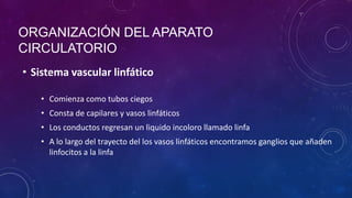• Sistema vascular linfático
ORGANIZACIÓN DEL APARATO
CIRCULATORIO
• Comienza como tubos ciegos
• Consta de capilares y vasos linfáticos
• Los conductos regresan un liquido incoloro llamado linfa
• A lo largo del trayecto del los vasos linfáticos encontramos ganglios que añaden
linfocitos a la linfa
 