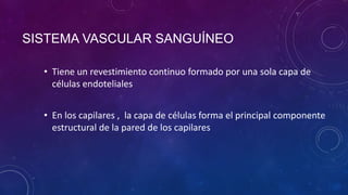 SISTEMA VASCULAR SANGUÍNEO
• Tiene un revestimiento continuo formado por una sola capa de
células endoteliales
• En los capilares , la capa de células forma el principal componente
estructural de la pared de los capilares
 