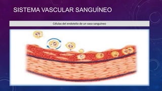 SISTEMA VASCULAR SANGUÍNEO
Células del endotelio de un vaso sanguíneo
 