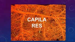 CAPILA
RES
 