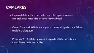 CAPILARES
• La pared del capilar consta de una sola capa de células
endoteliales sostenidas por una lamina basal
• Cada célula endotelial es una placa curva y delgada con núcleo
ovoide o alargado
• Presenta 2 – 3 células y veces 1 capa de células revisten la
circunferencia de un capilar
 