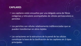 • Los capilares están envueltos por una delgada vaina de fibras
colágenas y reticulares acompañadas de células perivasculares o
pericitos
• Los pericitos son células relativamente indiferenciadas que se
pueden transformar en otros tejidos
• Las variaciones en la estructura de la pared de las células
constituye la base de la clasificación de los capilares en 3 tipos
principales
CAPILARES
 