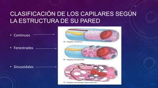 CLASIFICACIÓN DE LOS CAPILARES SEGÚN
LA ESTRUCTURA DE SU PARED
• Continuos
• Fenestrados
• Sinusoidales
 