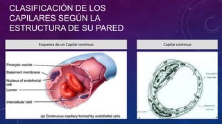 CLASIFICACIÓN DE LOS
CAPILARES SEGÚN LA
ESTRUCTURA DE SU PARED
Esquema de un Capilar continuo Capilar continuo
 