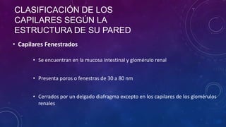 • Capilares Fenestrados
• Se encuentran en la mucosa intestinal y glomérulo renal
• Presenta poros o fenestras de 30 a 80 nm
• Cerrados por un delgado diafragma excepto en los capilares de los glomérulos
renales
CLASIFICACIÓN DE LOS
CAPILARES SEGÚN LA
ESTRUCTURA DE SU PARED
 