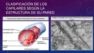 CLASIFICACIÓN DE LOS
CAPILARES SEGÚN LA
ESTRUCTURA DE SU PARED
Esquema de Capilar fenestrado con poros evidentes
Imagen histológica de capilar fenestrado del glomérulo
renal
 