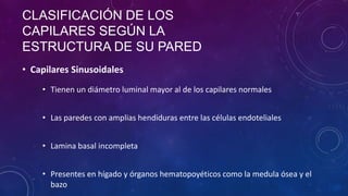 • Tienen un diámetro luminal mayor al de los capilares normales
• Las paredes con amplias hendiduras entre las células endoteliales
• Lamina basal incompleta
• Presentes en hígado y órganos hematopoyéticos como la medula ósea y el
bazo
• Capilares Sinusoidales
CLASIFICACIÓN DE LOS
CAPILARES SEGÚN LA
ESTRUCTURA DE SU PARED
 