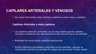 CAPILARES ARTERIALES Y VENOSOS
• Son vasos intermedios entre arterias y capilares y entre venas y capilares
Capilares Arteriales o meta capilares
• Los capilares arteriales presentan una luz mas amplia que los capilares
comunes y contienen una capa discontinua de musculo liso en sus paredes
• Rodeados de escaso tejido conectivo perivascular
• Existen esfínteres precapilares originados en las arteriolas , que por su
contracción controlan la cantidad de sangre que circula por el lecho capilar
 