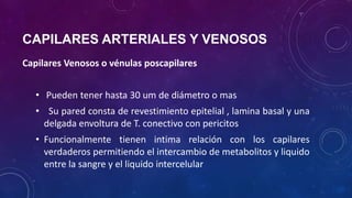 Capilares Venosos o vénulas poscapilares
• Pueden tener hasta 30 um de diámetro o mas
• Su pared consta de revestimiento epitelial , lamina basal y una
delgada envoltura de T. conectivo con pericitos
• Funcionalmente tienen intima relación con los capilares
verdaderos permitiendo el intercambio de metabolitos y liquido
entre la sangre y el liquido intercelular
CAPILARES ARTERIALES Y VENOSOS
 