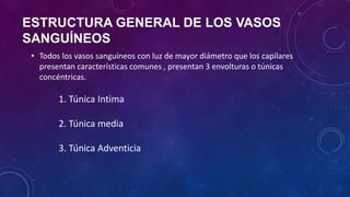 ESTRUCTURA GENERAL DE LOS VASOS
SANGUÍNEOS
• Todos los vasos sanguíneos con luz de mayor diámetro que los capilares
presentan características comunes , presentan 3 envolturas o túnicas
concéntricas.
1. Túnica Intima
2. Túnica media
3. Túnica Adventicia
 