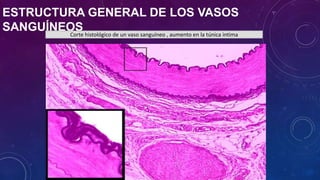 ESTRUCTURA GENERAL DE LOS VASOS
SANGUÍNEOSCorte histológico de un vaso sanguíneo , aumento en la túnica intima
 
