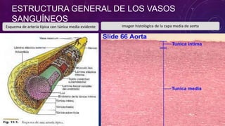 ESTRUCTURA GENERAL DE LOS VASOS
SANGUÍNEOS
Esquema de arteria típica con túnica media evidente Imagen histológica de la capa media de aorta
 