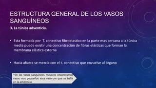 3. La túnica adventicia.
• Esta formada por T. conectivo fibroelastico en la parte mas cercana a la túnica
media puede existir una concentración de fibras elásticas que forman la
membrana elástica externa
• Hacia afuera se mezcla con el t. conectivo que envuelve al órgano
*En los vasos sanguíneos mayores encontramos
vasos mas pequeños vasa vasorum que se halla
en la adventicia
ESTRUCTURA GENERAL DE LOS VASOS
SANGUÍNEOS
 