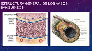 ESTRUCTURA GENERAL DE LOS VASOS
SANGUÍNEOS
 