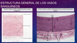 ESTRUCTURA GENERAL DE LOS VASOS
SANGUÍNEOS
Túnicas Intima, media y adventicia de un vaso
sanguíneo
Túnicas Intima, media y adventicia de una arteria de grueso
calibre
 
