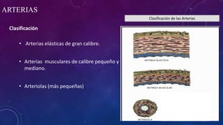 ARTERIAS
• Arterias elásticas de gran calibre.
• Arterias musculares de calibre pequeño y
mediano.
• Arteriolas (más pequeñas)
Clasificación de las Arterias
Clasificación
 