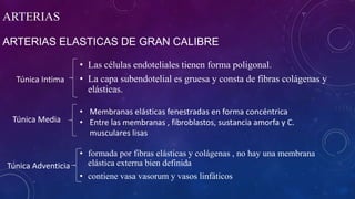 ARTERIAS ELASTICAS DE GRAN CALIBRE
• Las células endoteliales tienen forma poligonal.
• La capa subendotelial es gruesa y consta de fibras colágenas y
elásticas.
ARTERIAS
Túnica Intima
Túnica Adventicia
Túnica Media
• formada por fibras elásticas y colágenas , no hay una membrana
elástica externa bien definida
• contiene vasa vasorum y vasos linfáticos
• Membranas elásticas fenestradas en forma concéntrica
• Entre las membranas , fibroblastos, sustancia amorfa y C.
musculares lisas
 