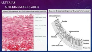 ARTERIAS
ARTERIAS MUSCULARES
Imagen histológica de Sección transversal de arteria muscular Esquema de organización general de una arteria muscular
 