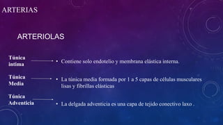 ARTERIOLAS
• Contiene solo endotelio y membrana elástica interna.
• La túnica media formada por 1 a 5 capas de células musculares
lisas y fibrillas elásticas
• La delgada adventicia es una capa de tejido conectivo laxo .
ARTERIAS
Túnica
intima
Túnica
Media
Túnica
Adventicia
 