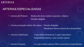 ARTERIAS ESPECIALIZADAS
• Arterias del Pulmón: -Reducción de los tejidos muscular y elástico
-Paredes delgada
• Arterias protegidas dentro del cráneo: -Paredes delgadas
-Membrana elástica interna bien desarrollada
• Arterias Umbilicales: -Capa media formada de 2 capas musculares
-longitudinal interna y una circular externa
• Arterias Penianas: -La capa intima contiene fibras musculares longitudinales
ARTERIAS
 