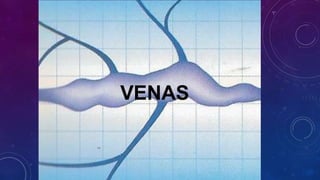 VENAS
 