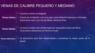 VENAS DE CALIBRE PEQUEÑO Y MEDIANO
• La túnica íntima es delgada
• Consta de endotelio y de una capa subendotelial imprecisa y limitada
hacia afuera por una red de fibras elásticas finas.
• La túnica media esta conformada por pequeños haces de fibras
musculares dispuestos en forma circular
• La adventicia está bien desarrollada y constituye la mayor parte de la
pared
Túnica Intima
Túnica Media
Túnica Adventicia
 