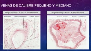 VENAS DE CALIBRE PEQUEÑO Y MEDIANO
Imagen histológica de vena de pequeño calibre Imagen histológica de vena de mediano calibre
 