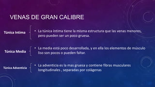 VENAS DE GRAN CALIBRE
• La túnica íntima tiene la misma estructura que las venas menores,
pero pueden ser un poco gruesa.
• La media está poco desarrollada, y en ella los elementos de músculo
liso son pocos o pueden faltar.
• La adventicia es la mas gruesa y contiene fibras musculares
longitudinales , separadas por colágenas
Túnica Intima
Túnica Media
Túnica Adventicia
 