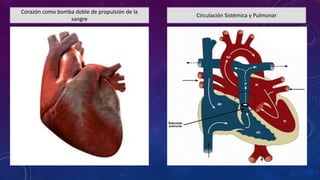 Corazón como bomba doble de propulsión de la
sangre
Circulación Sistémica y Pulmonar
 