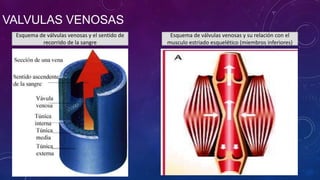 VALVULAS VENOSAS
Esquema de válvulas venosas y el sentido de
recorrido de la sangre
Esquema de válvulas venosas y su relación con el
musculo estriado esquelético (miembros inferiores)
 