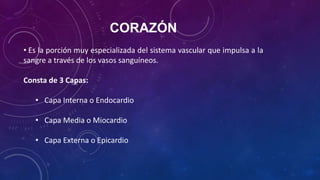 CORAZÓN
• Es la porción muy especializada del sistema vascular que impulsa a la
sangre a través de los vasos sanguíneos.
Consta de 3 Capas:
• Capa Interna o Endocardio
• Capa Media o Miocardio
• Capa Externa o Epicardio
 