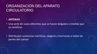 • ARTERIAS
ORGANIZACIÓN DEL APARATO
CIRCULATORIO
• Una serie de vasos eferentes que se hacen delgados a medida que
se ramifican
• Distribuyen sustancias nutritivas, oxigeno y hormonas a todas las
partes del cuerpo
 