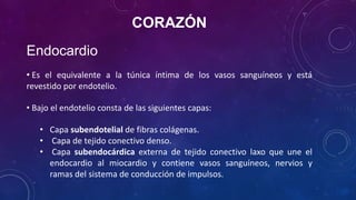 CORAZÓN
Endocardio
• Es el equivalente a la túnica íntima de los vasos sanguíneos y está
revestido por endotelio.
• Bajo el endotelio consta de las siguientes capas:
• Capa subendotelial de fibras colágenas.
• Capa de tejido conectivo denso.
• Capa subendocárdica externa de tejido conectivo laxo que une el
endocardio al miocardio y contiene vasos sanguíneos, nervios y
ramas del sistema de conducción de impulsos.
 